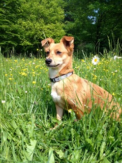 Shanti